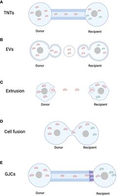 Mitochondrial transfer - a novel promising approach for the treatment of metabolic diseases